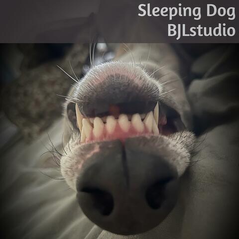 Sleeping Dog