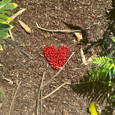 Forest Path 21 (You're Yours)