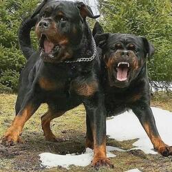 My Dawgs (feat. JDOGG)