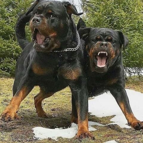 My Dawgs (feat. JDOGG)