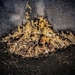 The Death of My Broken Heart