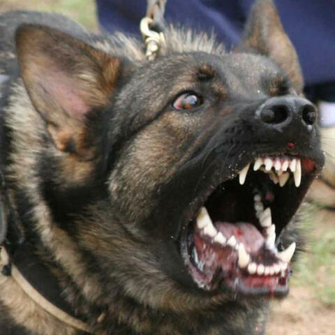 MALINOIS
