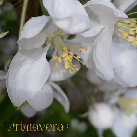 Primavera