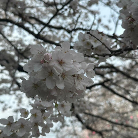 Malibu Pussy (feat. Eingel the Healer & icicle)