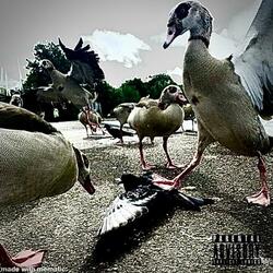 Hello Pigeon