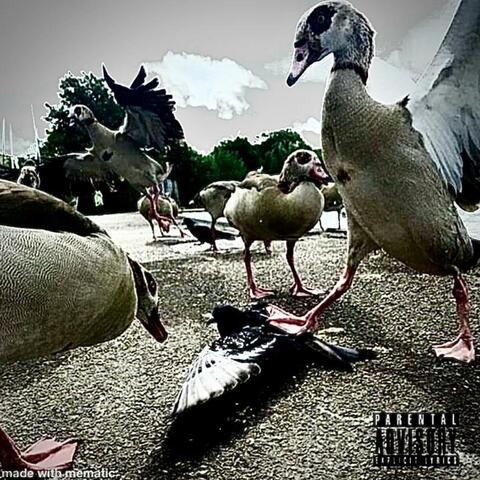Hello Pigeon