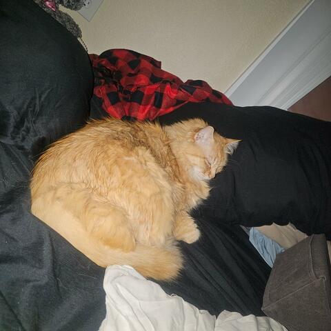 I wanna talk with kitties