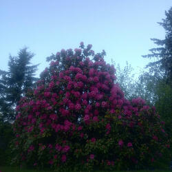 I wish we could sing