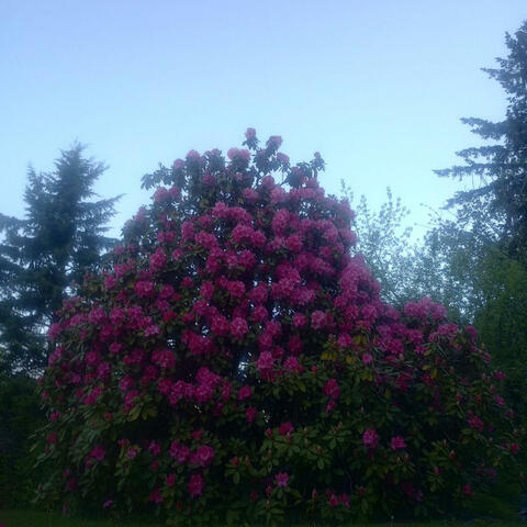 I wish we could sing