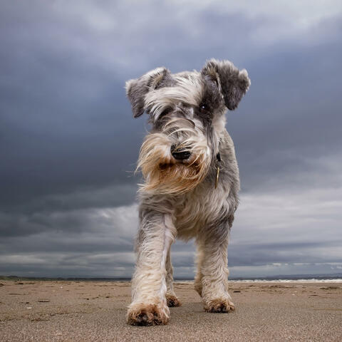 Schnauzer Power