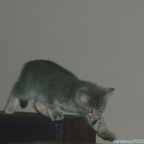 grammyawardwinningdemotapes