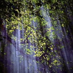 Forest Bathing