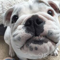 Raiders of the Cupboards