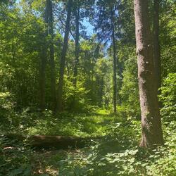 beans (feat. hunchovelly)