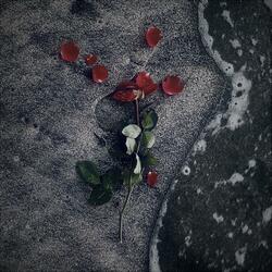 I'll Never Take A Rose