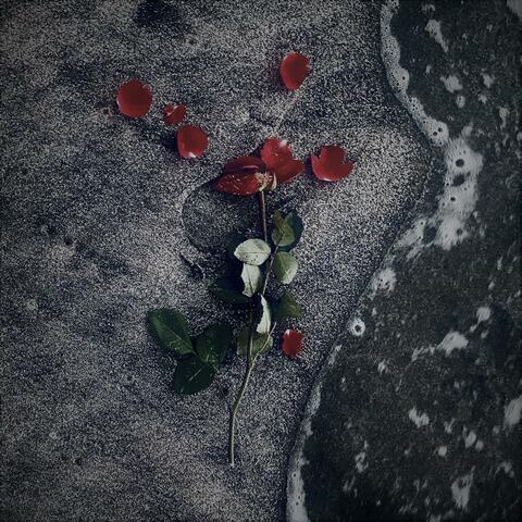 I'll Never Take A Rose