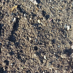 The Song of the Earth