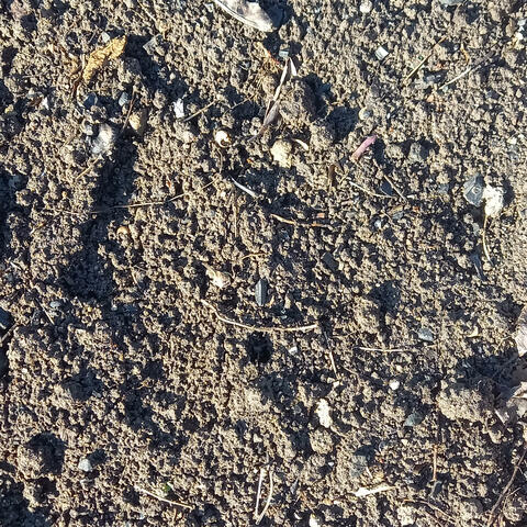 The Song of the Earth