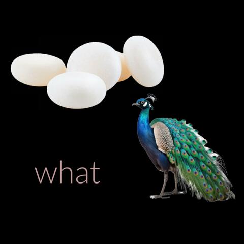 Pea Cock