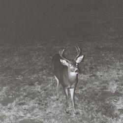 Dear Hunter