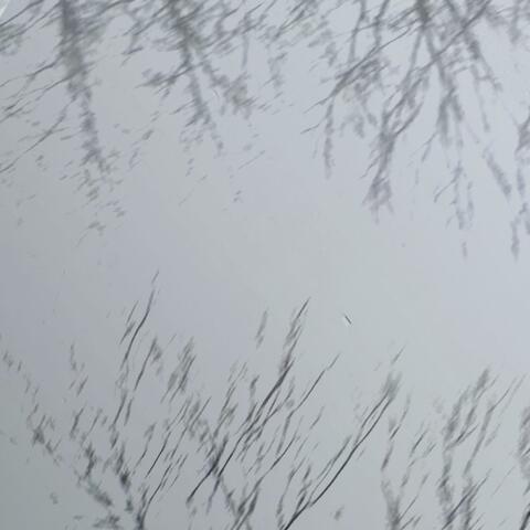 Simple Indifference / Fever Dream