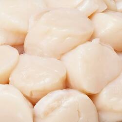 Scallop