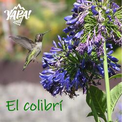 El colibrí