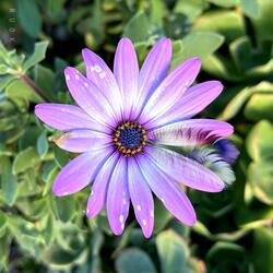 Feathers and Petals