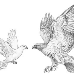 Hawk and Dove