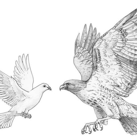 Hawk and Dove