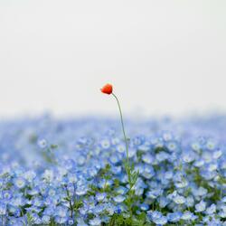 Memories You've Forgotten