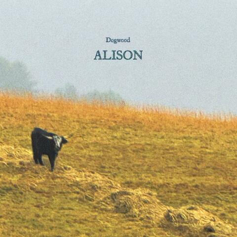 Alison