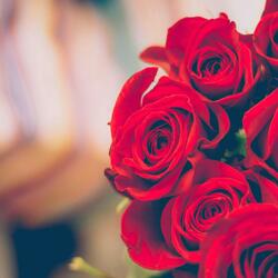 Für mich soll´s rote Rosen regnen