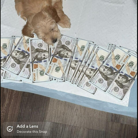 Bank Account