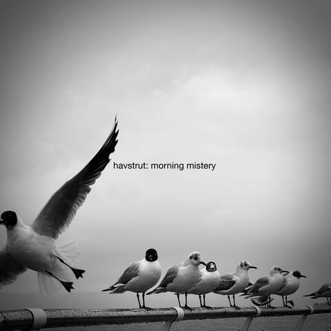 morning mistery