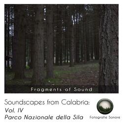 Suoni della Foresta pt. b