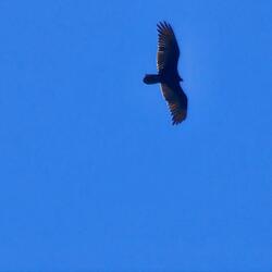 With free will unity is possible