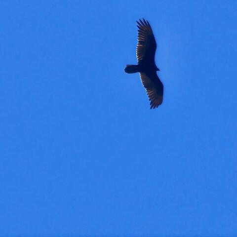 With free will unity is possible