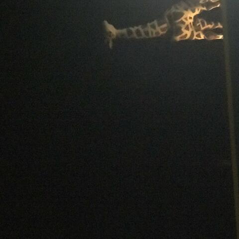 Good luck locking down this bengal tiger, I Ain't Goin' to the zoo so easy, just kidding I Can't wait to go the zoo