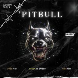 Pitbull