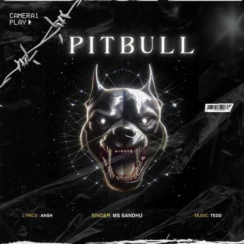 Pitbull