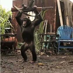 Machine Monkey! (FT Machine Monkey)