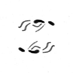 Enrodilhado