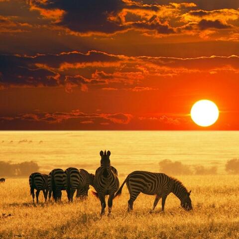 Safari