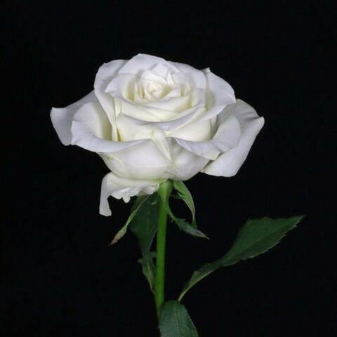 White Rose
