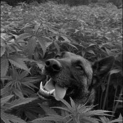 weekends
