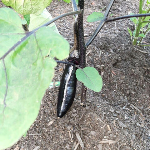 Dance Of The Eggplants