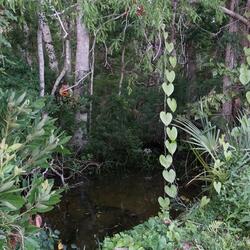 swamp madness
