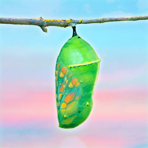 Chrysalis