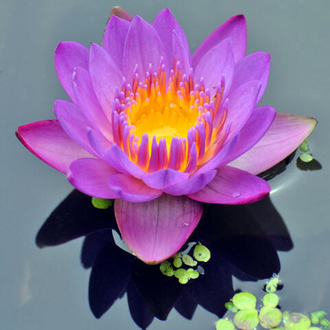 Om Mani Padme Hum